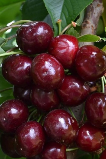 Вишня домашня Ерді Крупноплідна (середня) | Prunus cerasus Erdi bopromo (middle) | Вишня домашняя Эрди Крупноплодная (средняя)